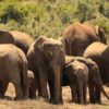 elephants sans defenses braconniers