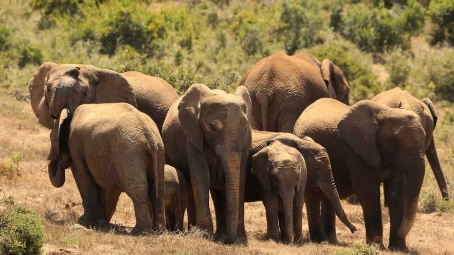 elephants sans defenses braconniers