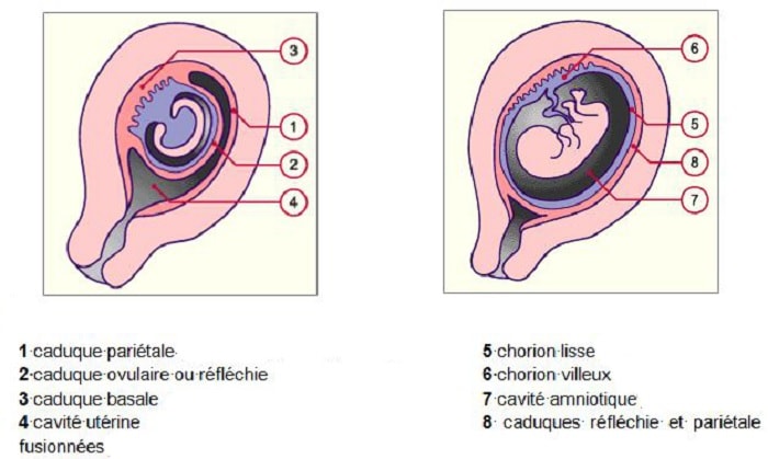 evolution caduque basale uterus