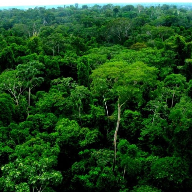 foret amazonienne poumon planete