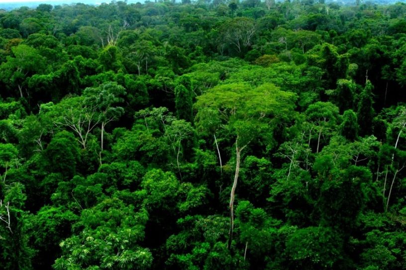 foret amazonienne poumon planete