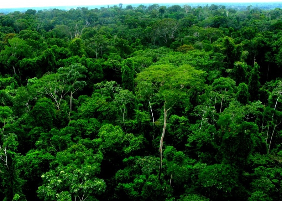 foret amazonienne poumon planete