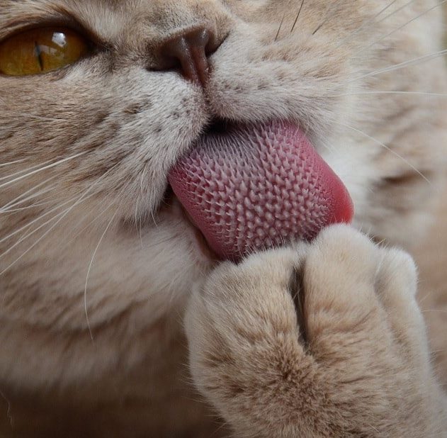 langue papilles chat