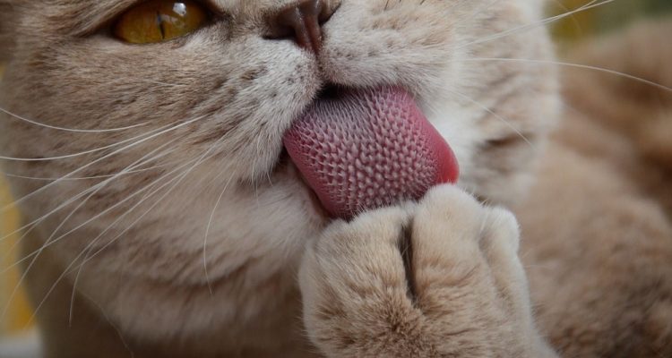 cat taste buds
