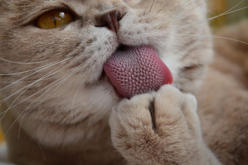 langue papilles chat