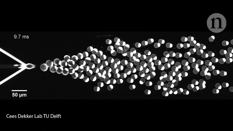 liposomes taille cellule crees sur puce