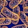 mitochondries paternel maternel heteroplasmie