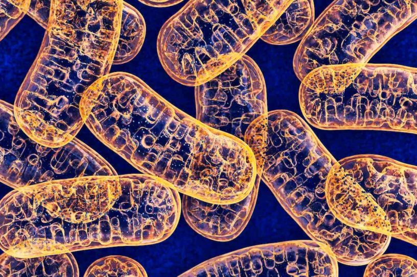 mitochondries paternel maternel heteroplasmie