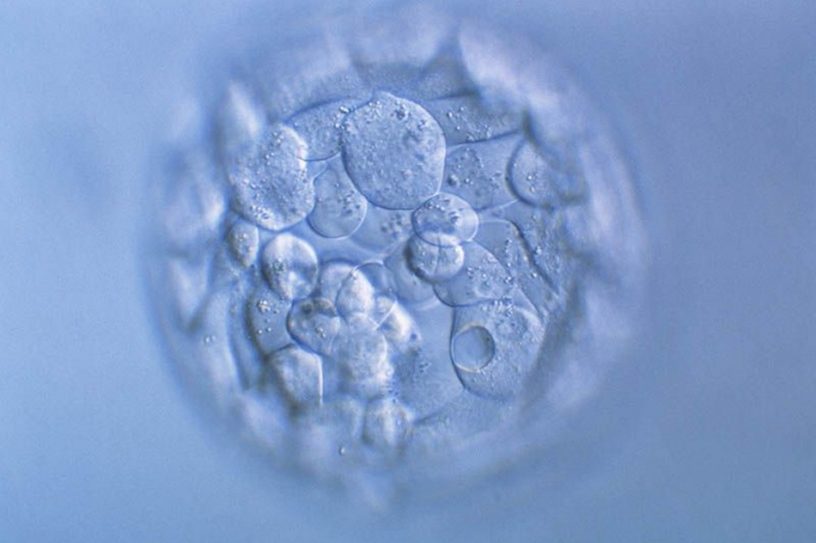 modification embryon bebe genetique genetiquement genes crispr crispr-cas9
