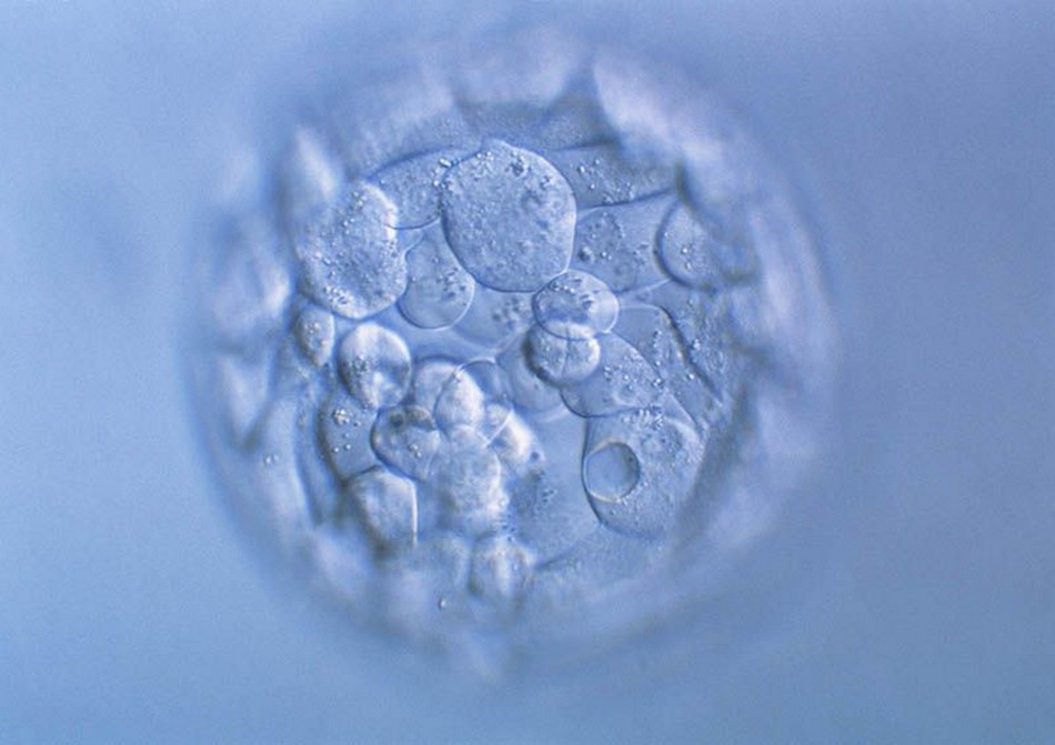 Des Scientifiques Chinois Auraient Donne Naissance Aux Premiers Bebes Genetiquement Modifies