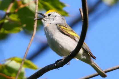 triple oiseau hybride