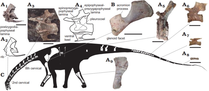 ossements lavocatisaurus arioensis