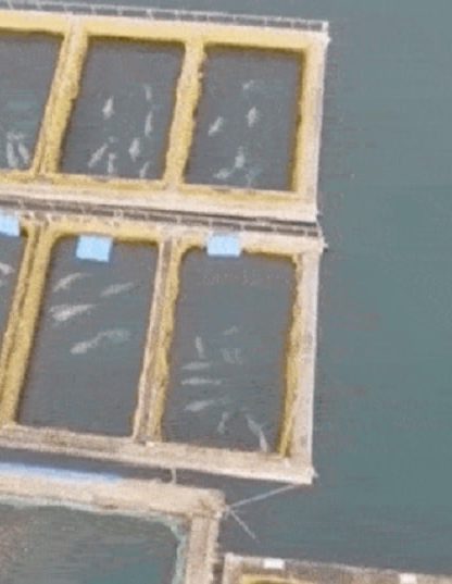 prison baleines orques russie