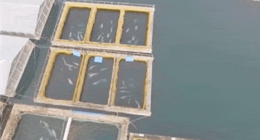 prison baleines orques russie