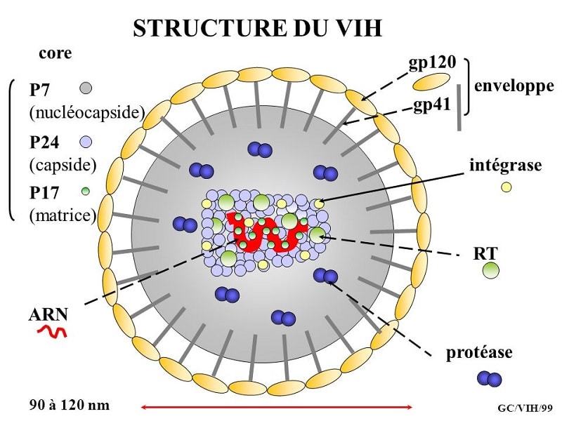 structure virus vih