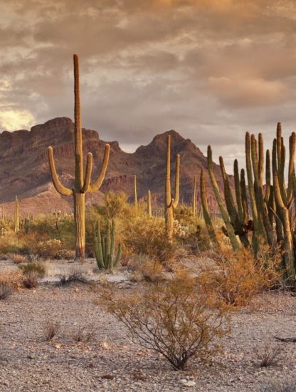 cactus eau desert