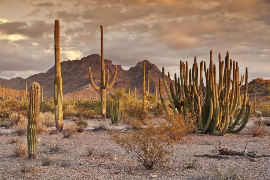 cactus eau desert