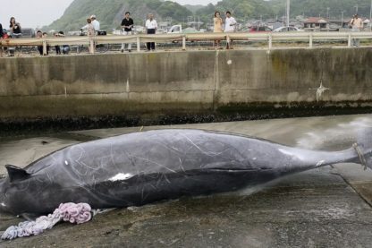 chasse baleine japon