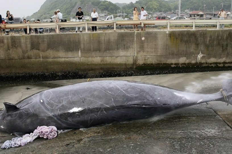chasse baleine japon