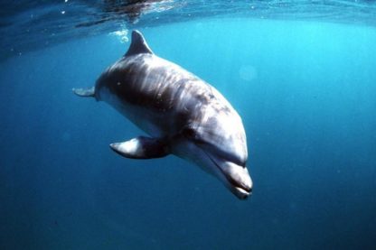 dauphin television captivite etudier cerveau mammifere marin
