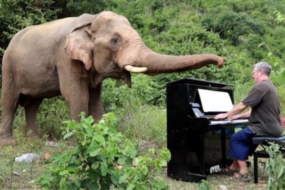 elephant animal animaux faune pianiste piano