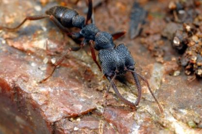 fourmi dracula sang sucer rapide machoire mandibule rapidite piege record insecte animal