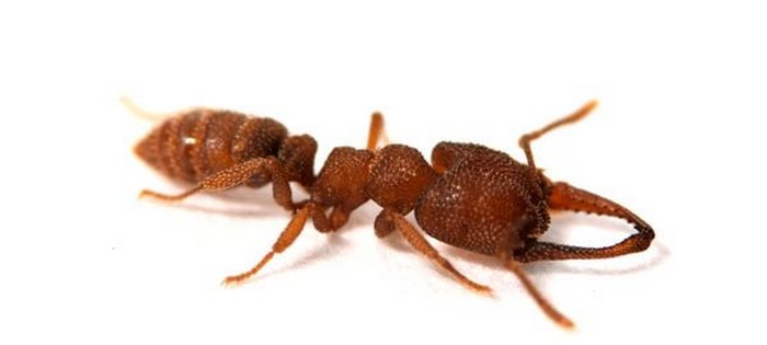 fourmi dracula sang sucer rapide machoire mandibule rapidite piege record insecte animal
