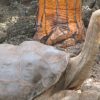 georges le solitaire tortue geante galapagos secrets longevite