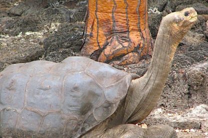 georges le solitaire tortue geante galapagos secrets longevite