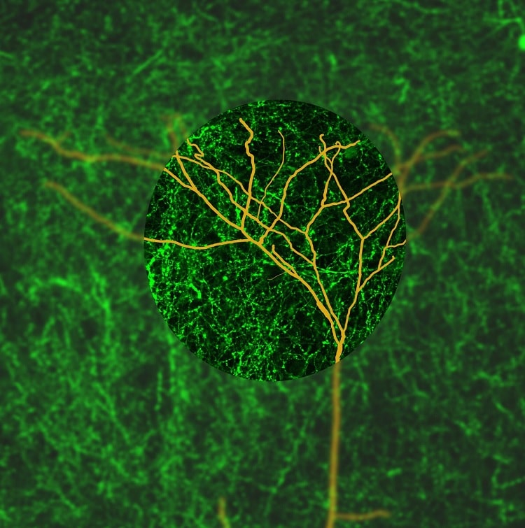 neurone pyramidal cerveau
