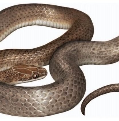 nouvelle espece serpent foret repas venimeux