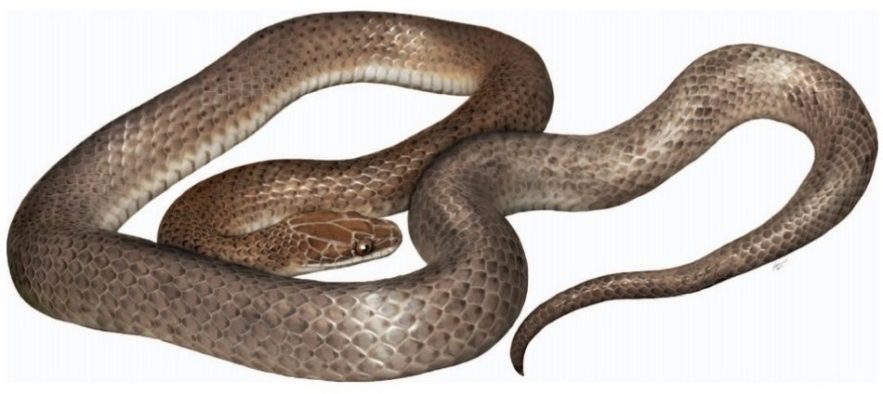 nouvelle espece serpent foret repas venimeux