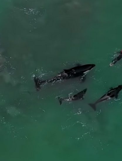orque nage nouvelle zélande