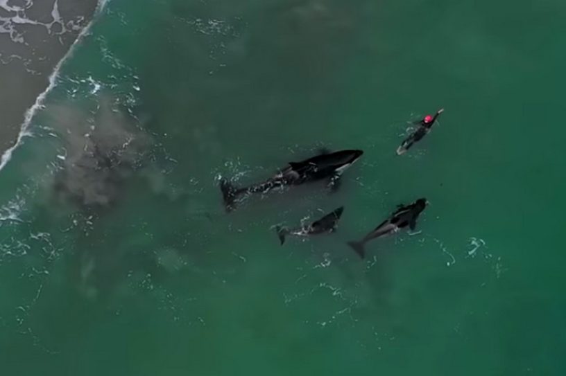 orque nage nouvelle zélande