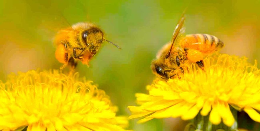 pollinisation insectes vent evolution