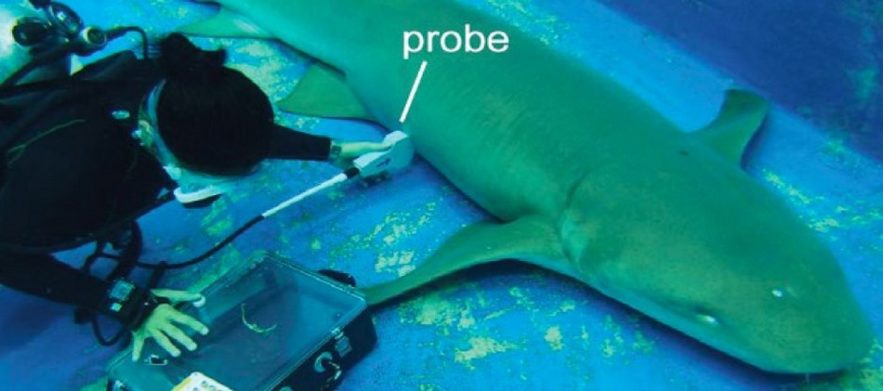 requin embryon bebe cannibale cannibalisme utérus intra-utérin