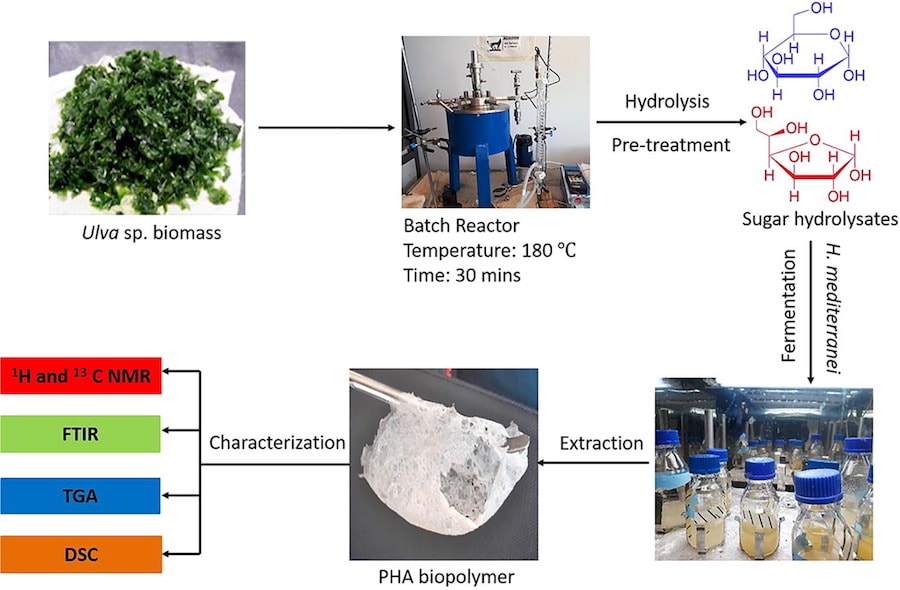 schema processus fabrication biopolymere microorganismes marins