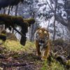 photographie faune flore 2018 nature foret jungle mammifere baleine singe jungle