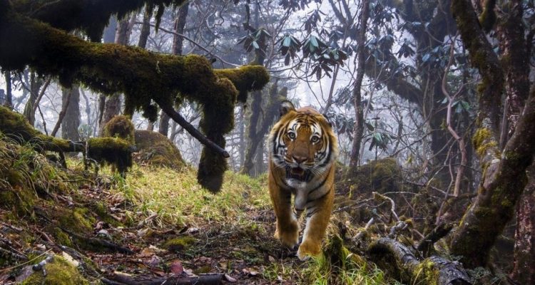 Decouvrez Les Plus Belles Photos De La Faune De 2018 Part 2