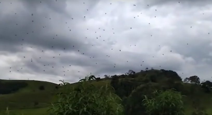 araignee toile geante proie chasse tisserand sociale brezil video pluie