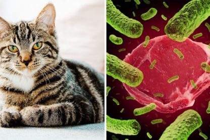 bacterie felins toxoplasma gondii lien schizophrenie