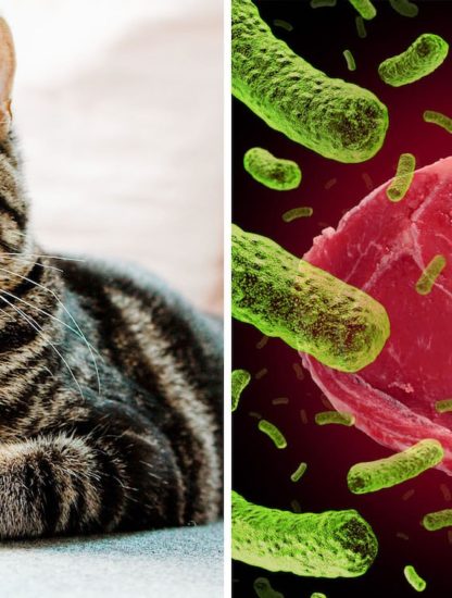 bacterie felins toxoplasma gondii lien schizophrenie