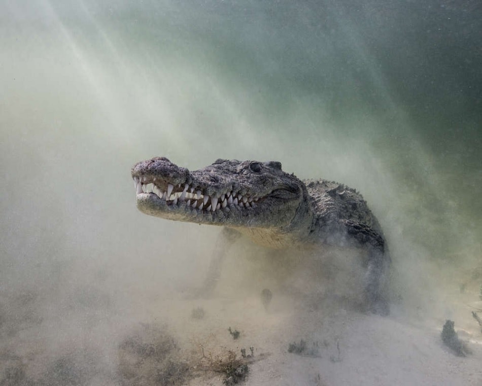 crocodile sable floride