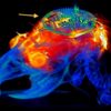 dispositif controle neurones lumiere sans batterie sur animal