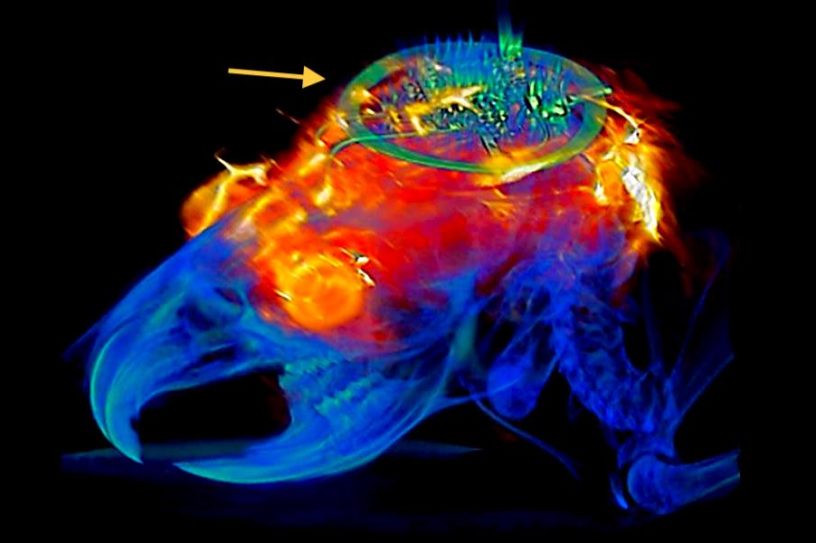 dispositif controle neurones lumiere sans batterie sur animal