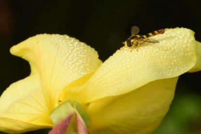 fleur oreille audition vibrations sonores abeilles nectar