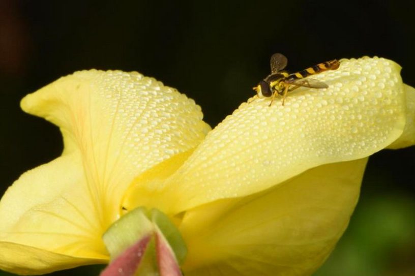fleur oreille audition vibrations sonores abeilles nectar