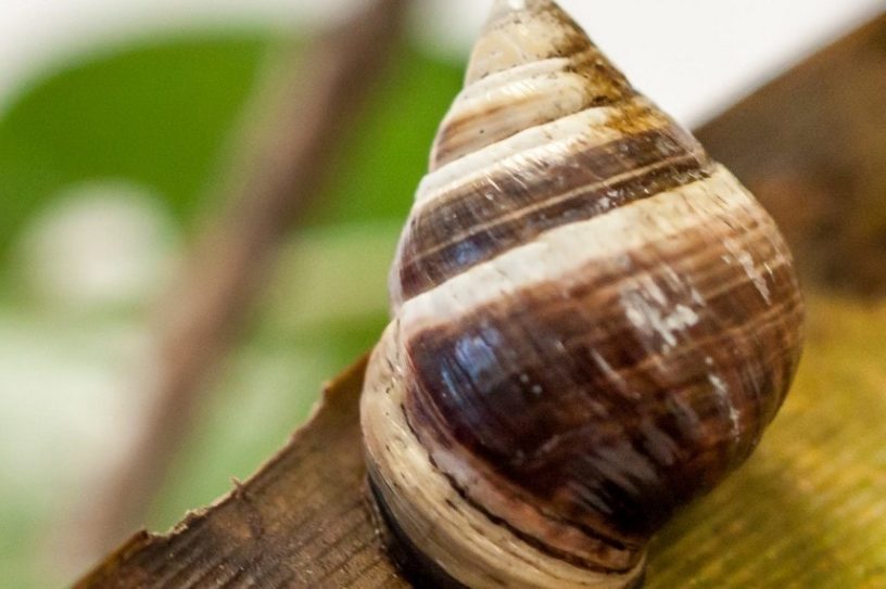 escargot espece eteinte extinction hawaii archipel iles