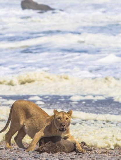 lionne chasse phoque