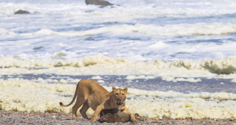 Des Lions Du Désert De Namibie Ont été Observés En Train De